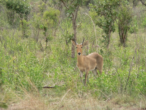 South Africa - Krüger Park - 