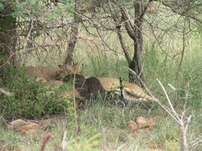 South Africa - Krüger Park - 