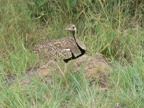 South Africa - Krüger Park - 