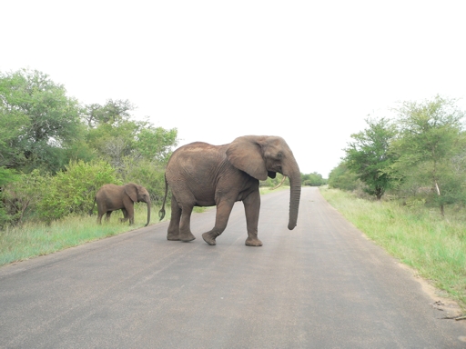 South Africa - Krüger Park - 