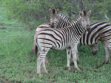 South Africa - Krüger Park - 