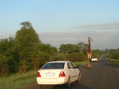 South Africa - Krüger Park - 