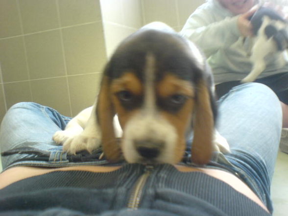 Beagle Welpen - 