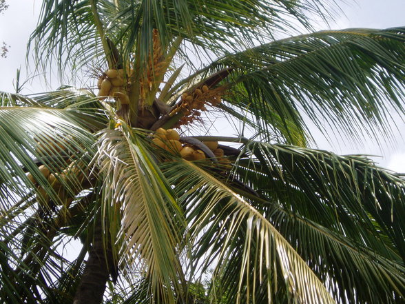 Sri Lanka - 