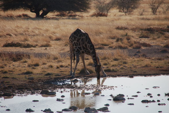 ~NaMiBiA~ - 