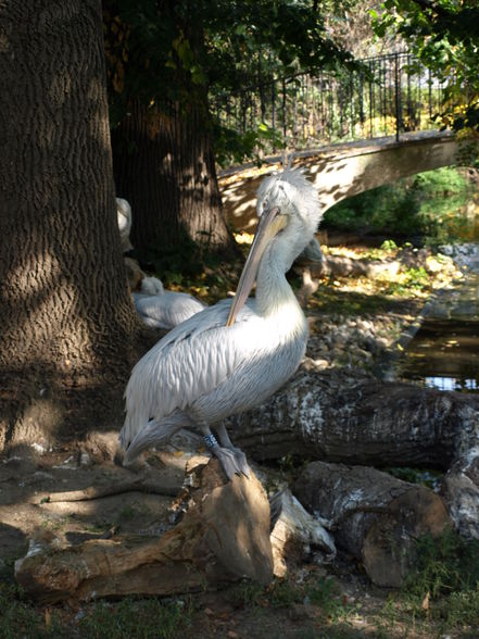 Schönbrunn - 