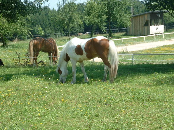 Am Isihof - 