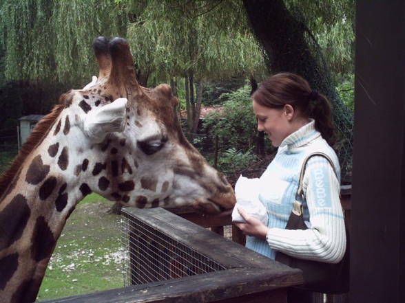 Meine lieben Tierchen - 