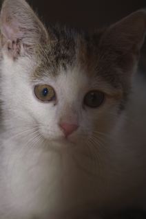 Figaro, Mila und Muckies - 