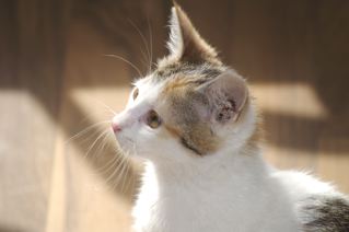 Figaro, Mila und Muckies - 