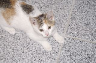 Figaro, Mila und Muckies - 