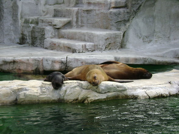 Wienausflug/ Schönbrunn - 