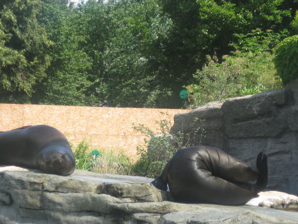 Tiergarten Schönbrunn - 