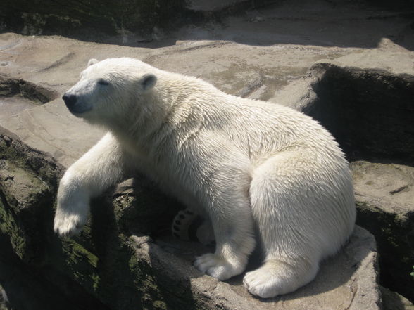 Tiergarten Schönbrunn - 