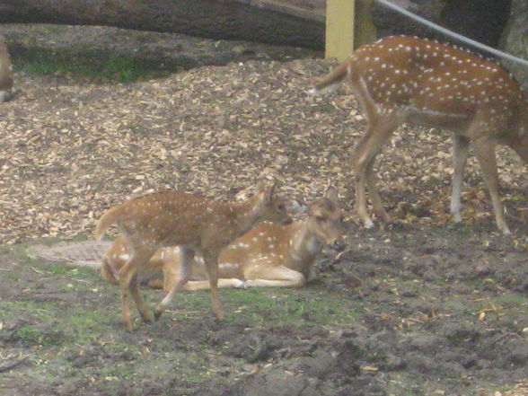 Tiergarten Schönbrunn - 