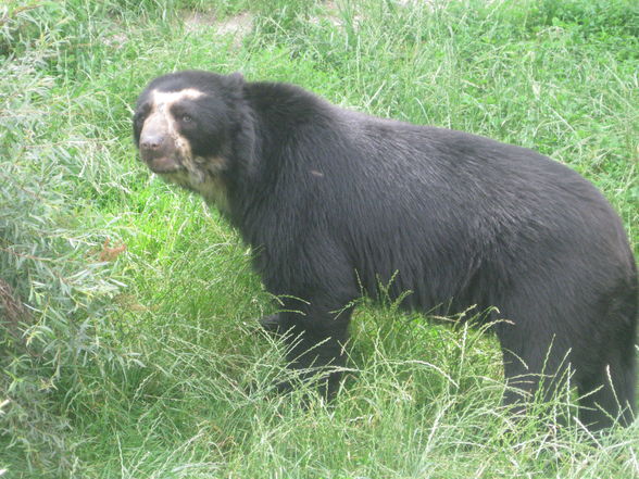 Tiergarten Schönbrunn - 