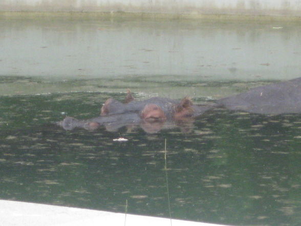 Tiergarten Schönbrunn - 