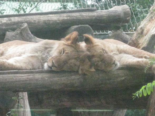 Tiergarten Schönbrunn - 