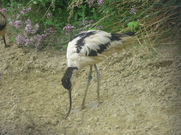 Tiergarten Schönbrunn - 