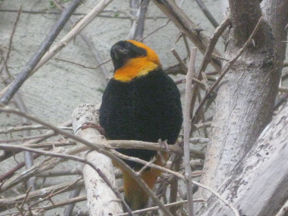 Tiergarten Schönbrunn - 