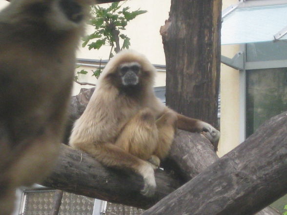 Tiergarten Schönbrunn - 