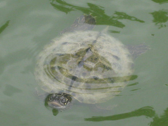 Tiergarten Schönbrunn - 