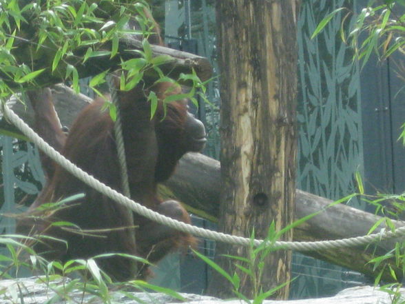 Tiergarten Schönbrunn - 