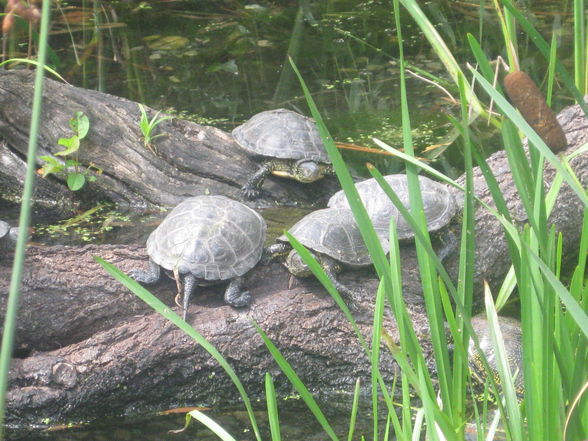 Tiergarten Schönbrunn - 