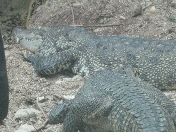 Tiergarten Schönbrunn - 