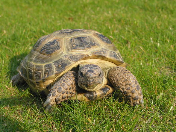 Meine Schildkröte - 