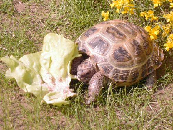 Meine Schildkröte - 