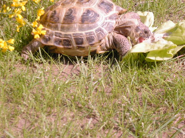 Meine Schildkröte - 