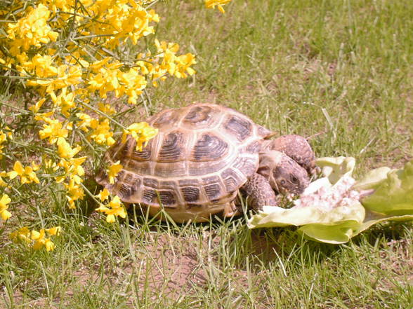 Meine Schildkröte - 