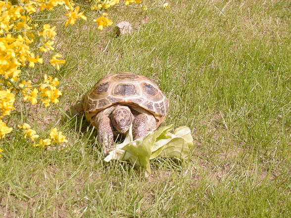 Meine Schildkröte - 