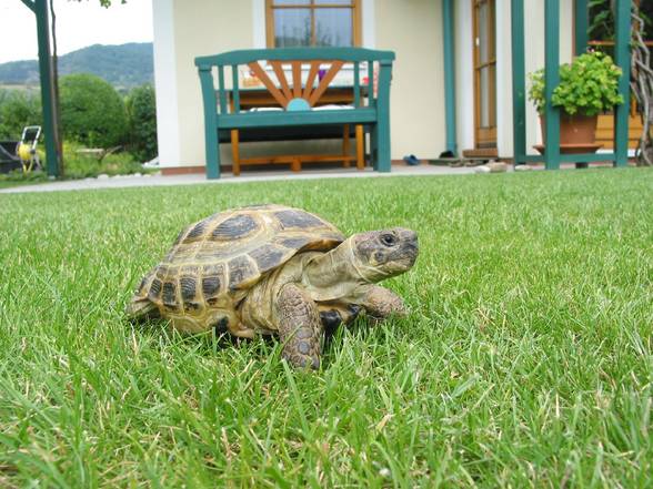 Meine Schildkröte - 