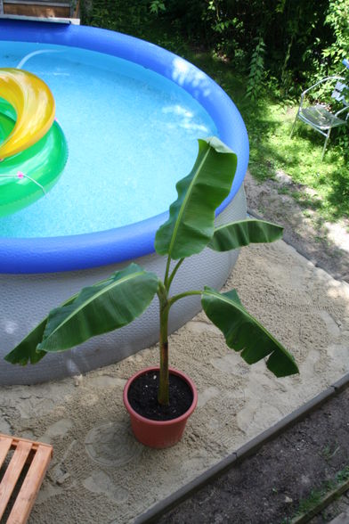 "WAIKIKI" BEACH im Garten - 