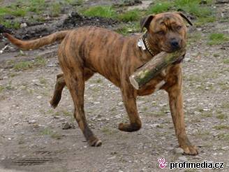 Hunde !! *Putzig* - 