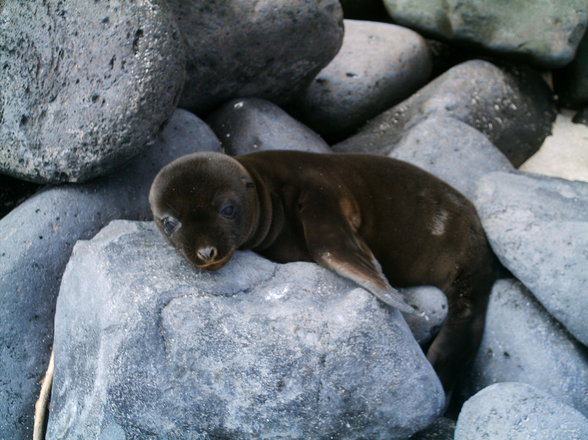 Galápagos - 