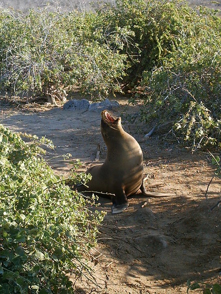 Galápagos - 