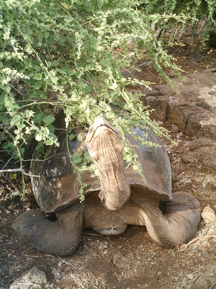 Galápagos - 