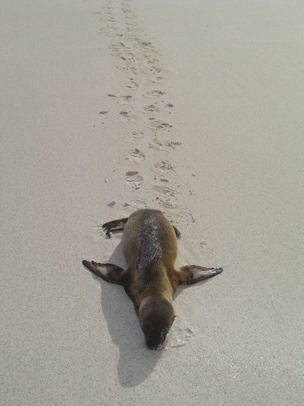 Galápagos - 