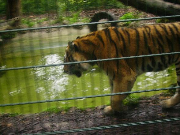 Familienausflug - Tierpark Haag 2007 - 