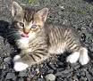 Katzen - 