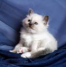 Katzen - 