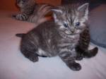 Katzen - 