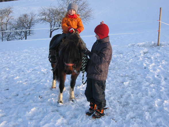 Die Ponies in meiner Familie!!! - 