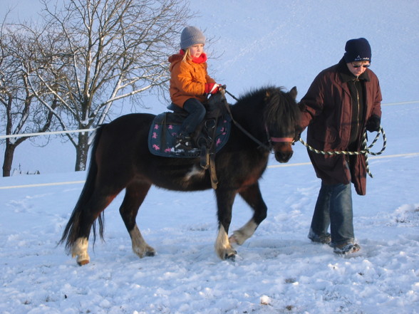 Die Ponies in meiner Familie!!! - 