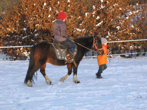 Die Ponies in meiner Familie!!! - 