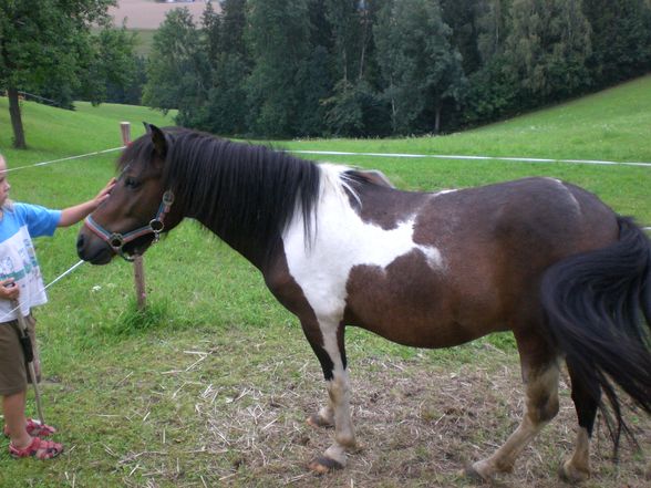 Die Ponies in meiner Familie!!! - 