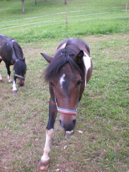 Die Ponies in meiner Familie!!! - 